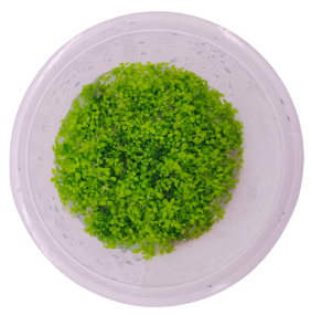 Hemianthus callitrichoides 'Cuba' (Small Pot)