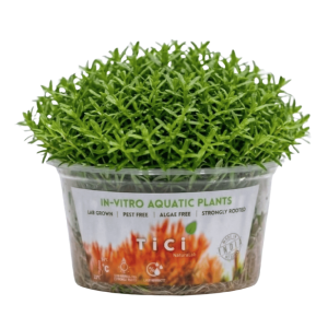 Gratiola viscidula (Small Pot)