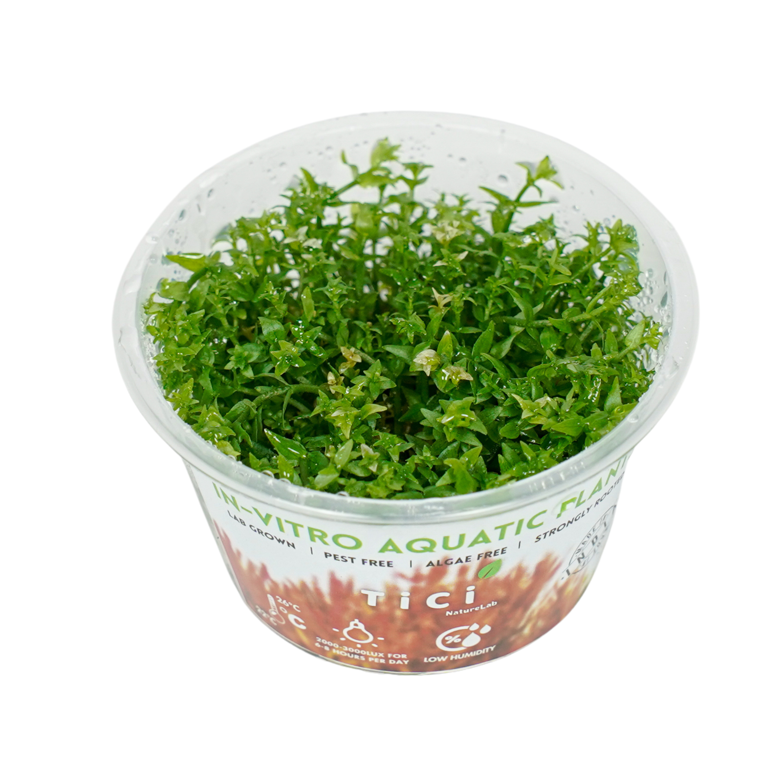 Gratiola viscidula (Small Pot)