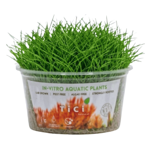 Eleocharis parvula (Small Pot)