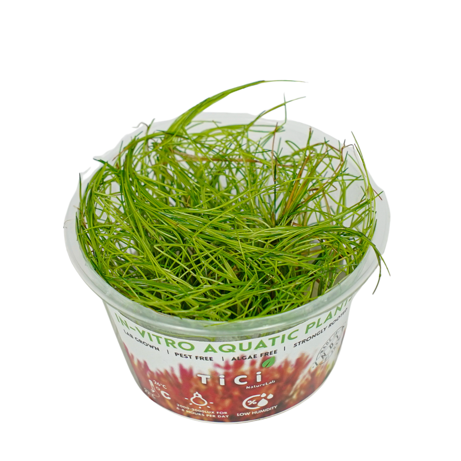 Eleocharis acicularis (Small Pot)