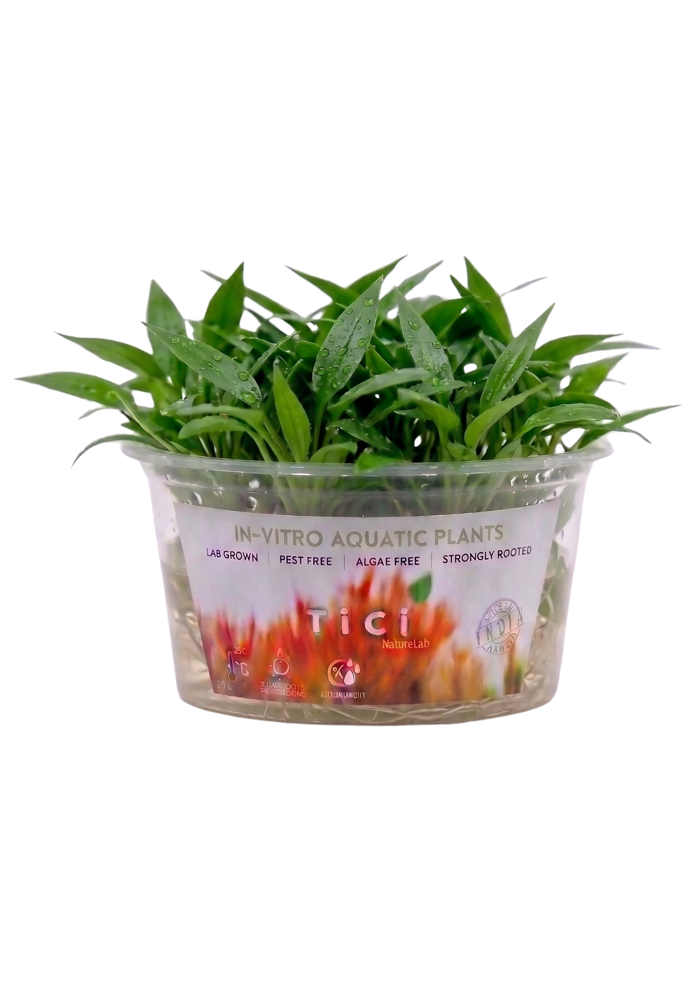 Cryptocoryne parva (Jumbo Pot)