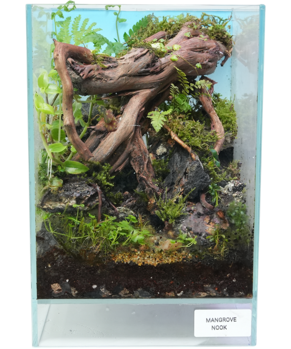 Mangrove Nook