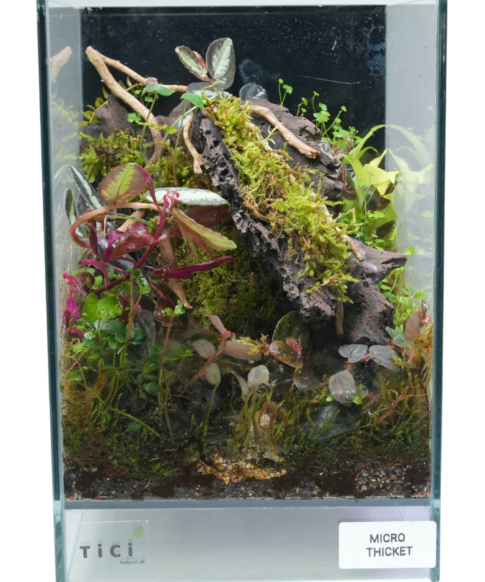 Microthicket