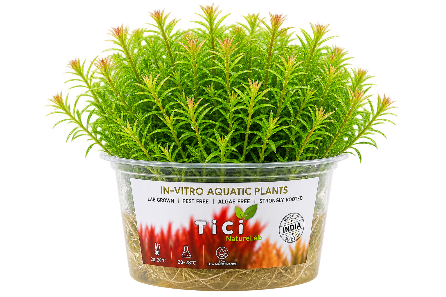 Rotala Nanjenshan (Small Pot)