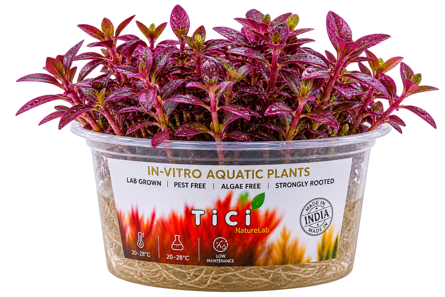 Bacopa Salzmannii 'Purple' (Jumbo Pot) - Pre Order