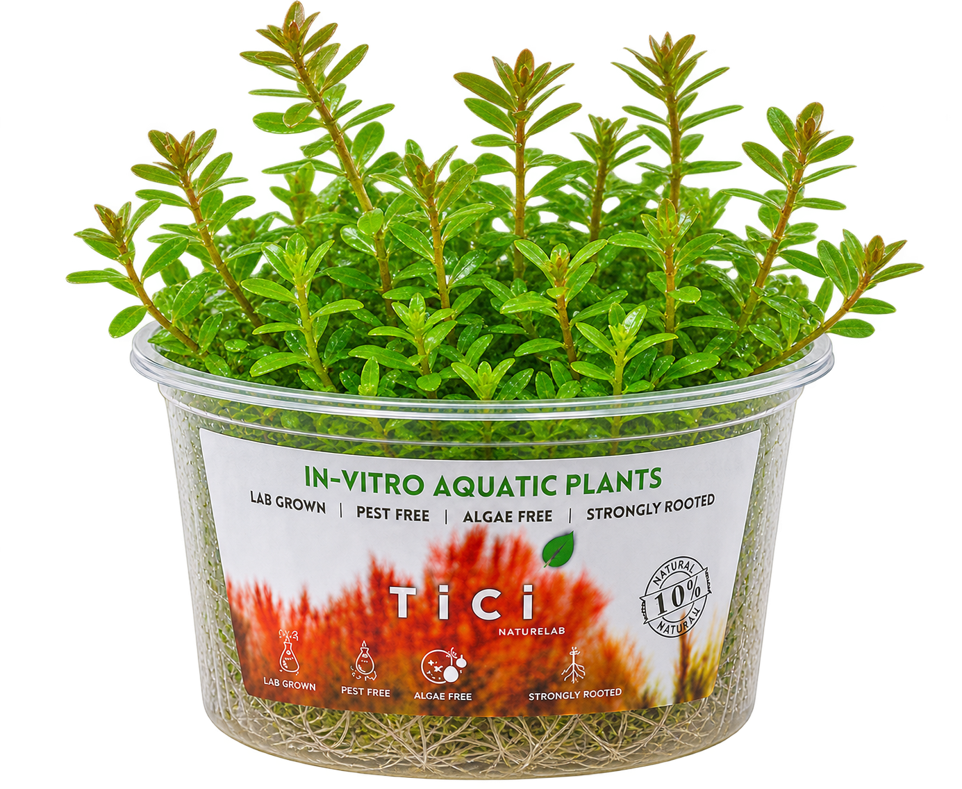 Rotala 'Bangladesh' ( Small Pot)