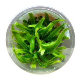 Drosera adelae (Small Pot)