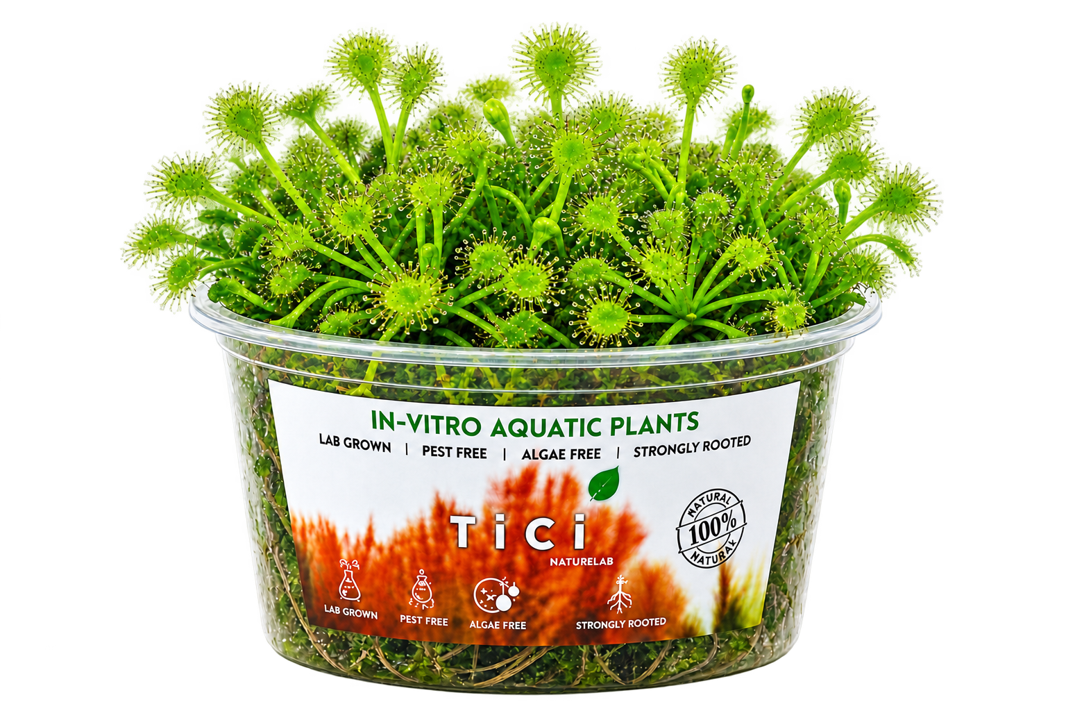 Drosera spatulata