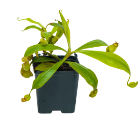 Nepenthes Green