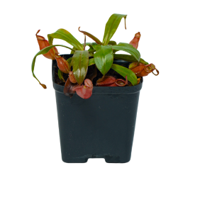 Nepenthes Red