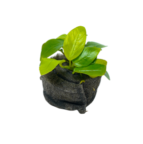 Anubias nana 'Gold'