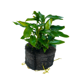 Anubias 'Dragon Claw'