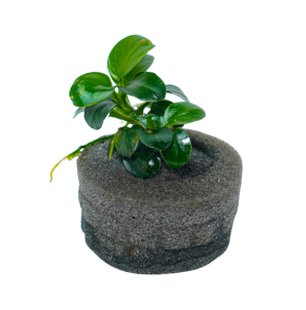 Anubias nana 'Petite'