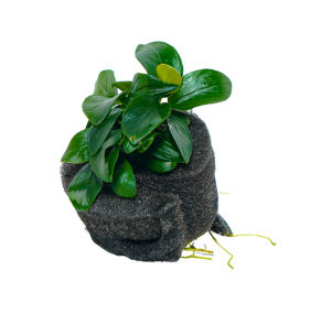 Anubias 'Petite'