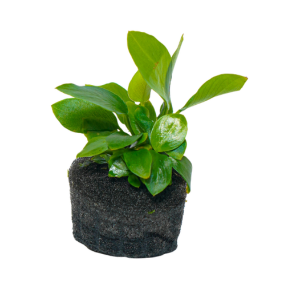 Anubias gracilis