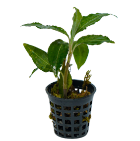 Goodyera foliosa (Jewel Orchid)