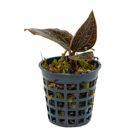 Anoectochilus sp. (Jewel Orchid)