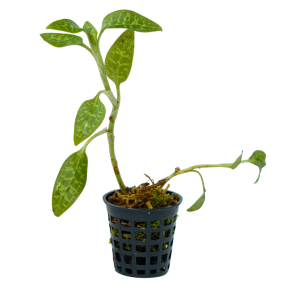Goodyera diabuzanensis ( Jewel Orchid)