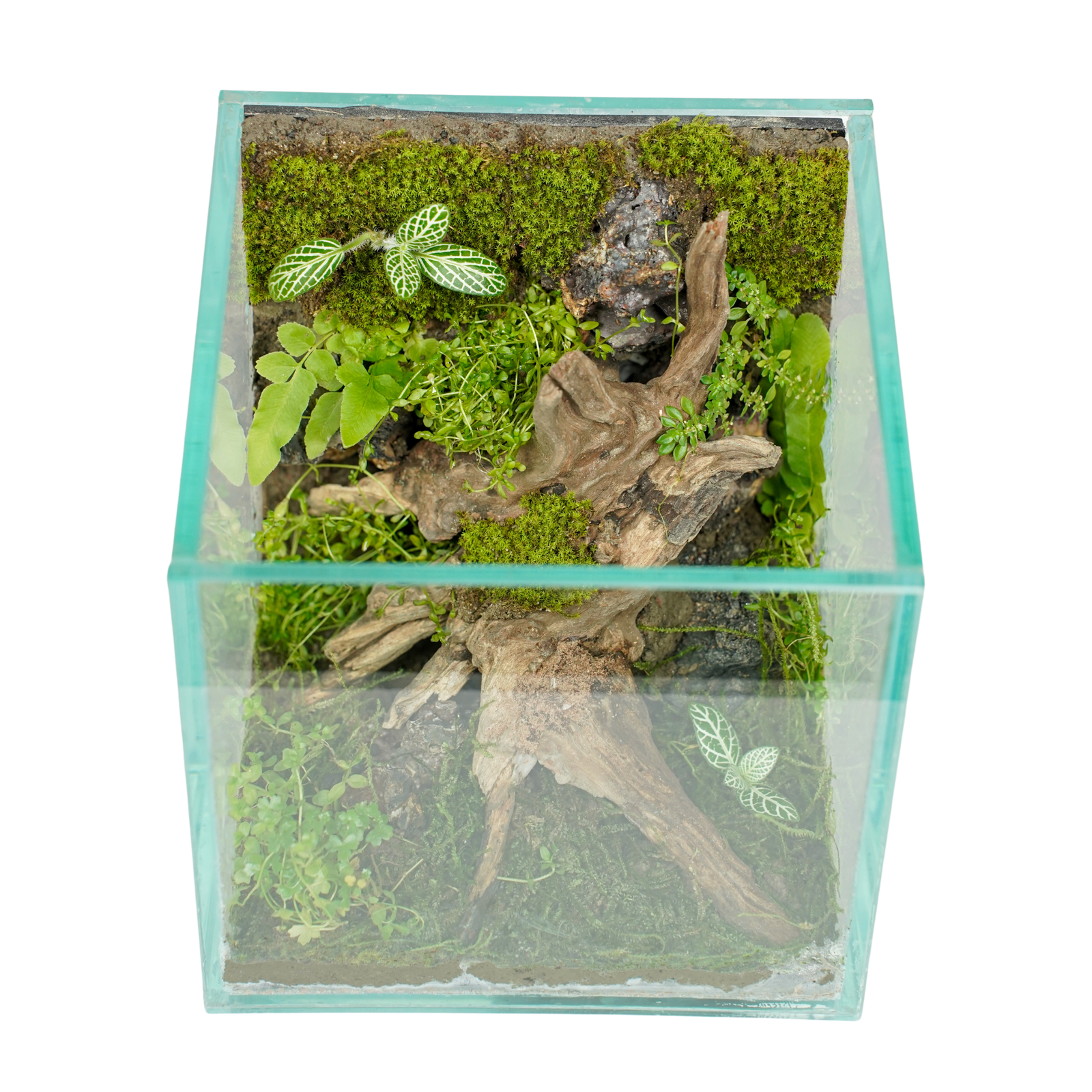 Ancient Roots – Miniature Jungle