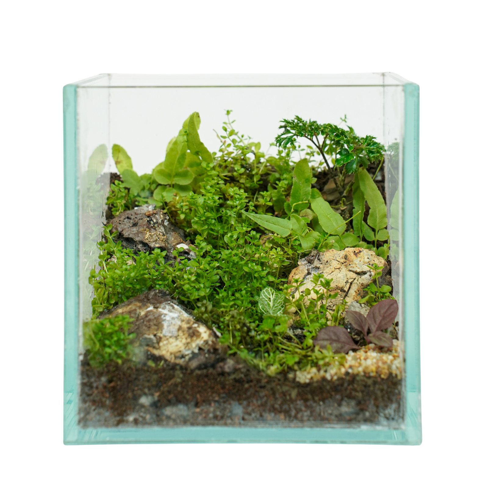 Emerald Valley – Miniature Green Paradise