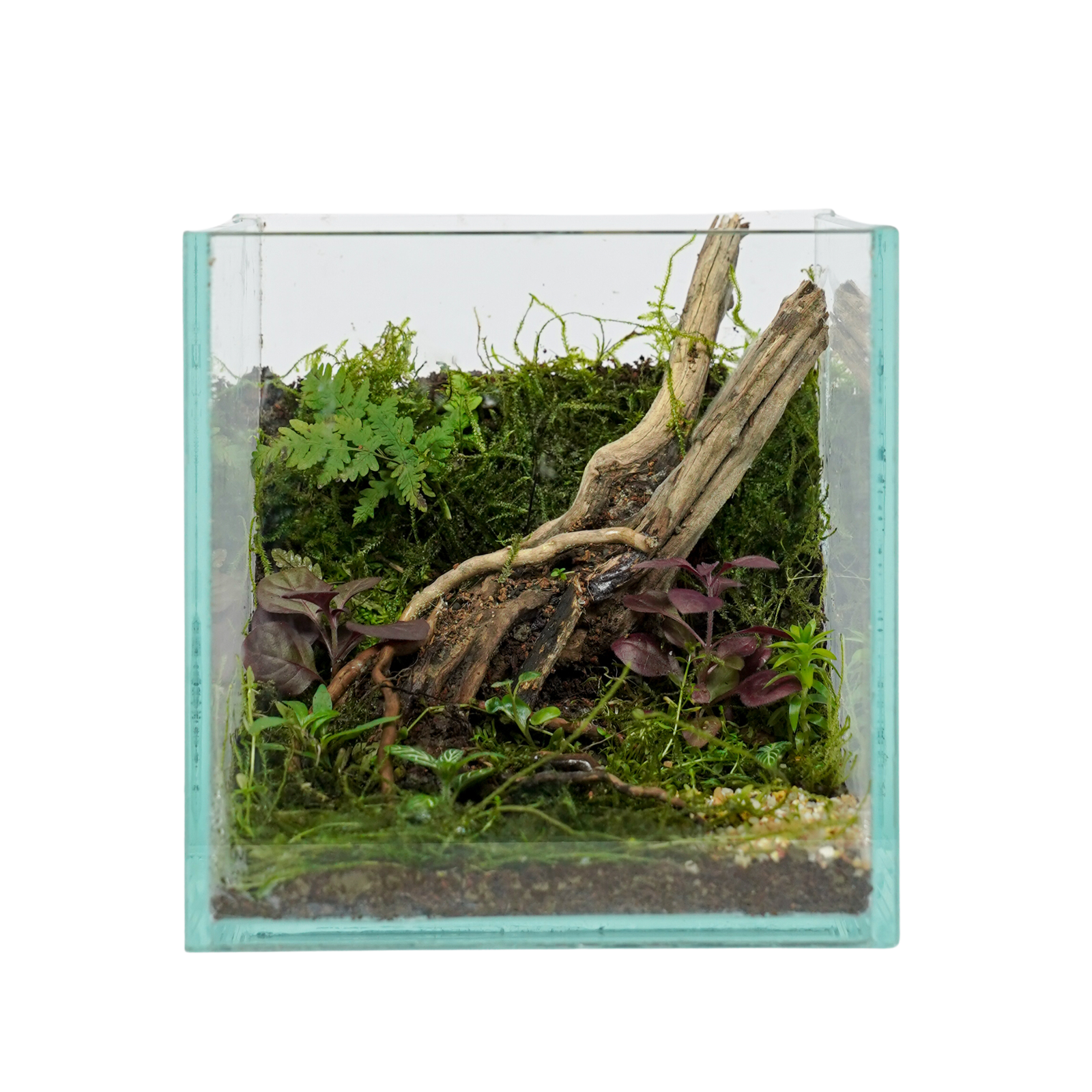 Wildwood Escape Terrarium