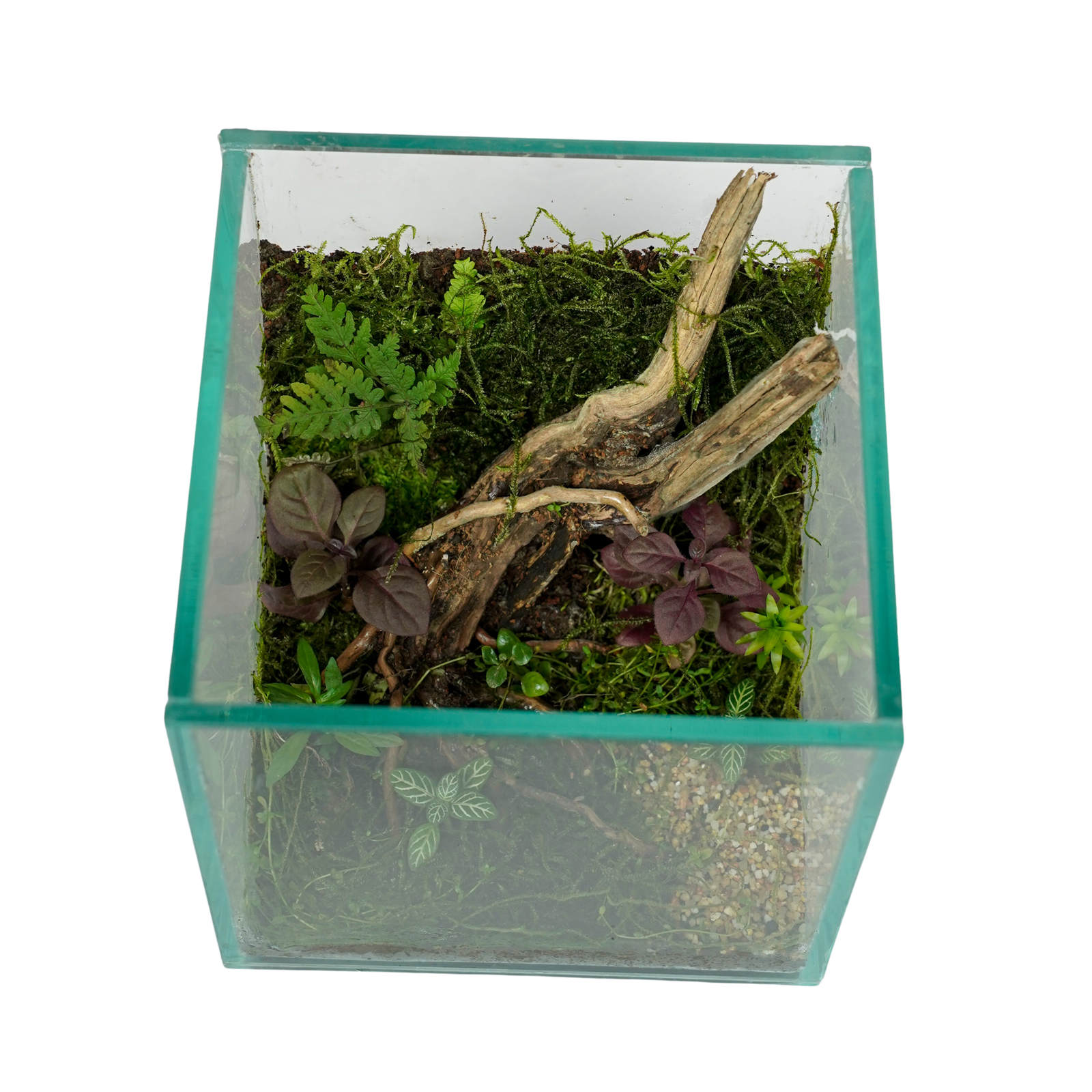 Wildwood Escape Terrarium