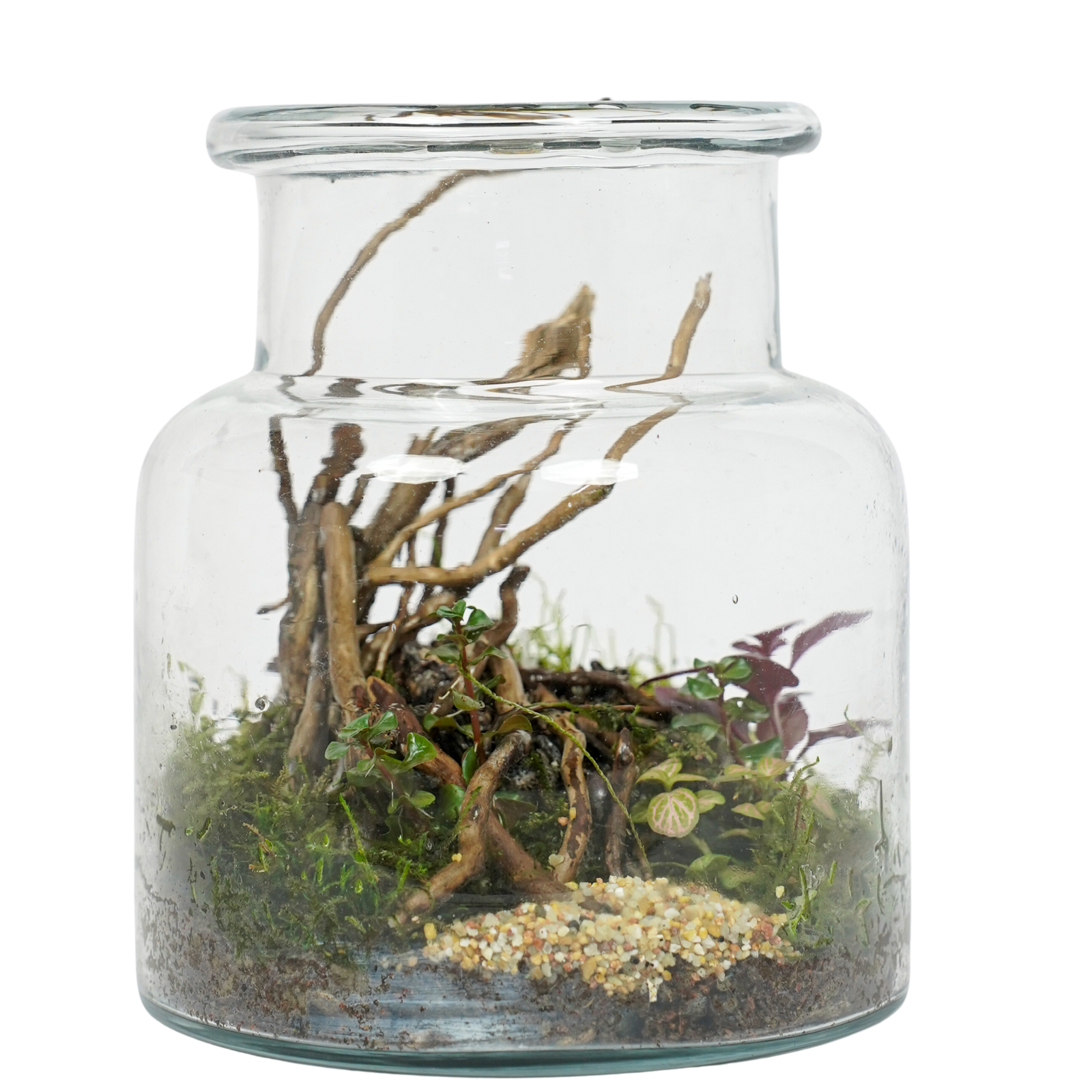 Enchanted Roots Terrarium