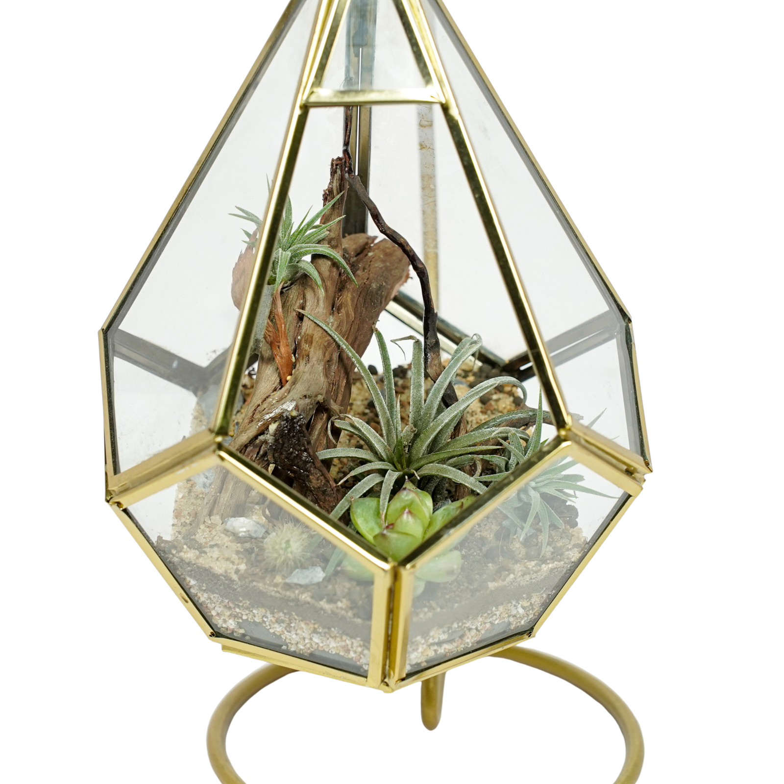 Golden Oasis Terrarium