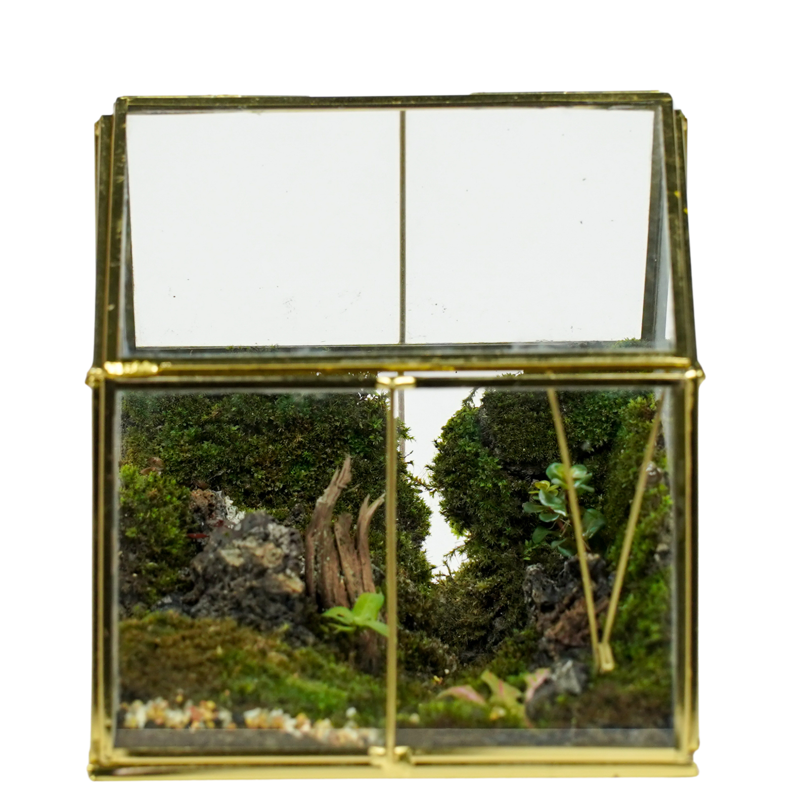 The Enchanted Forest Terrarium