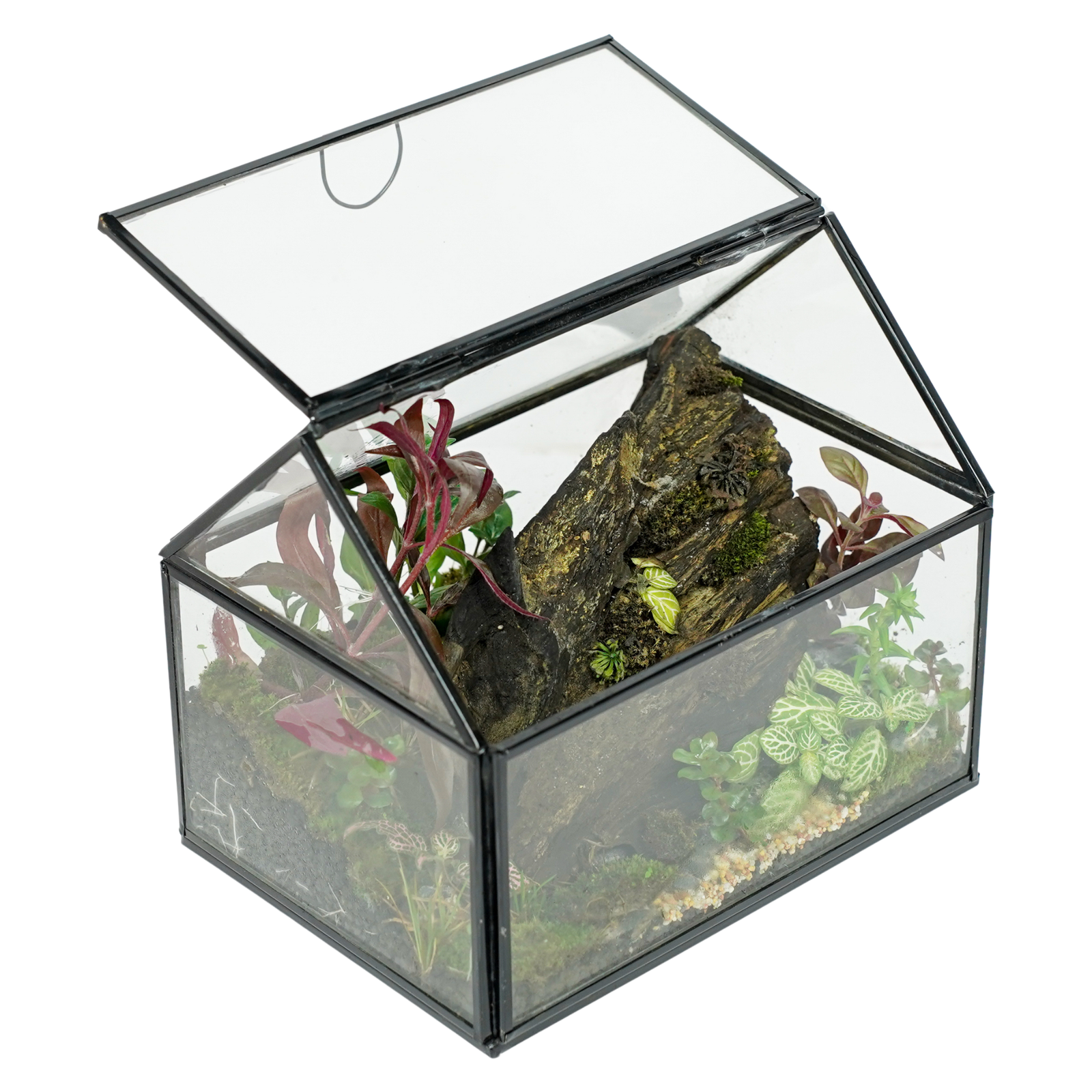 The Wooden Forest Terrarium