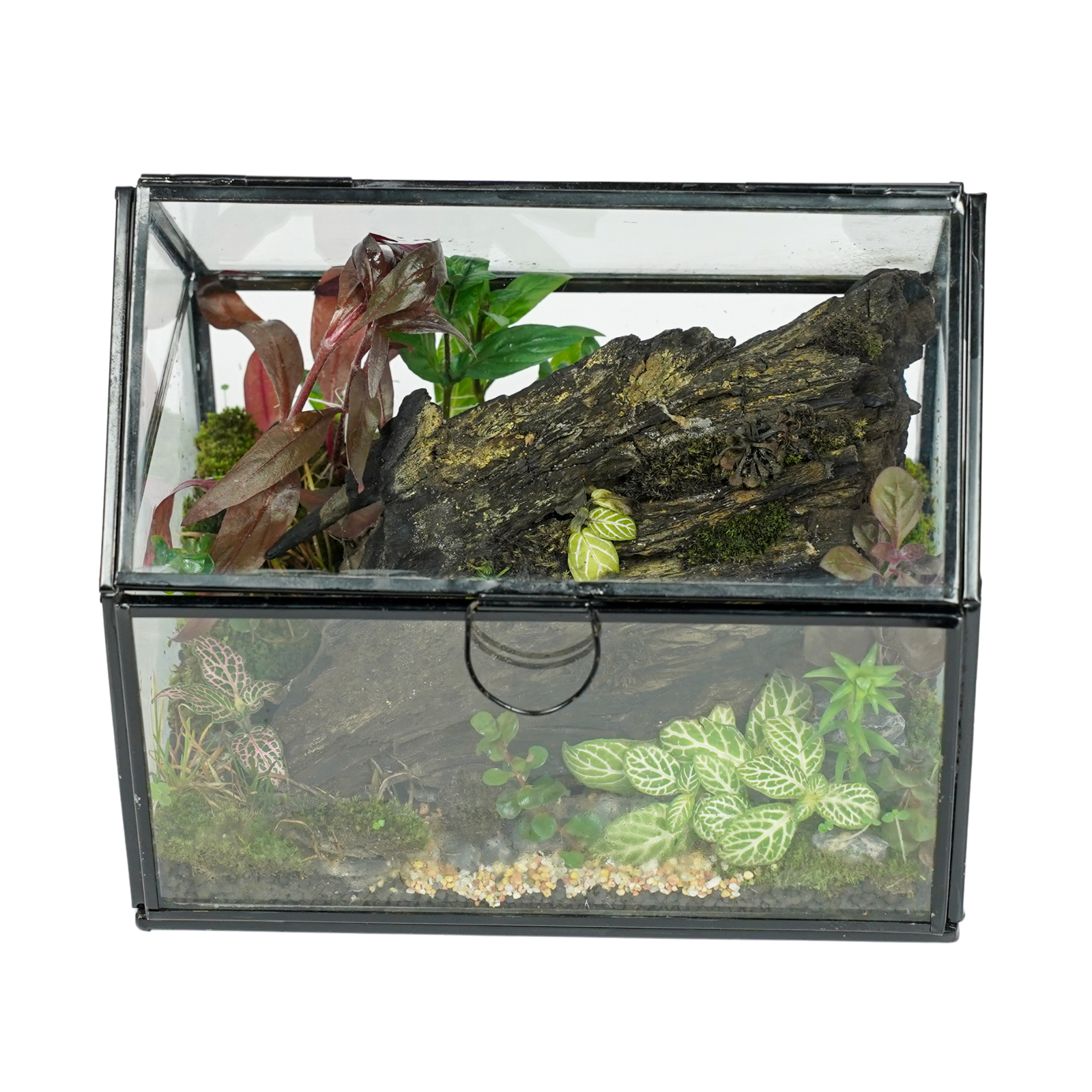 The Wooden Forest Terrarium