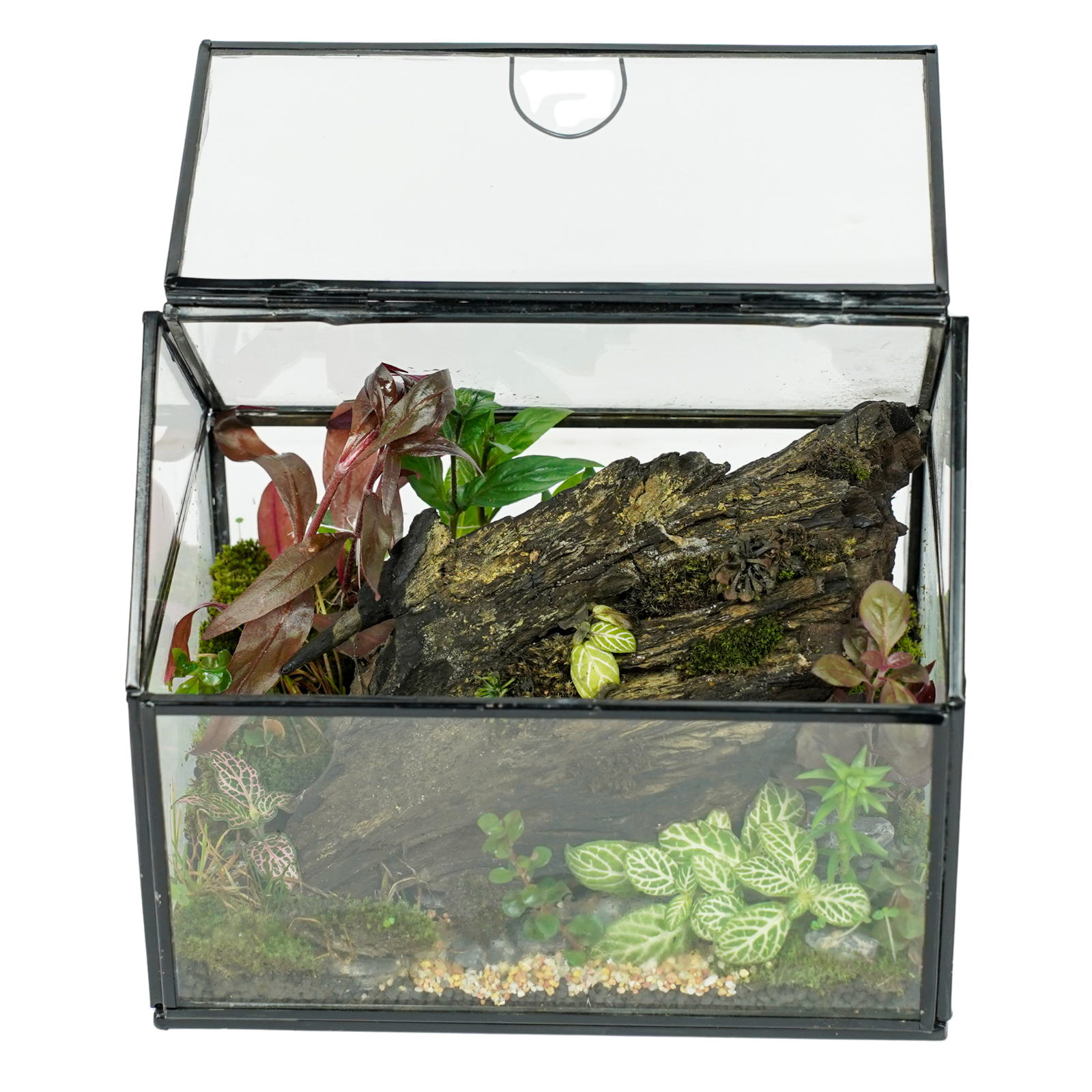 The Wooden Forest Terrarium
