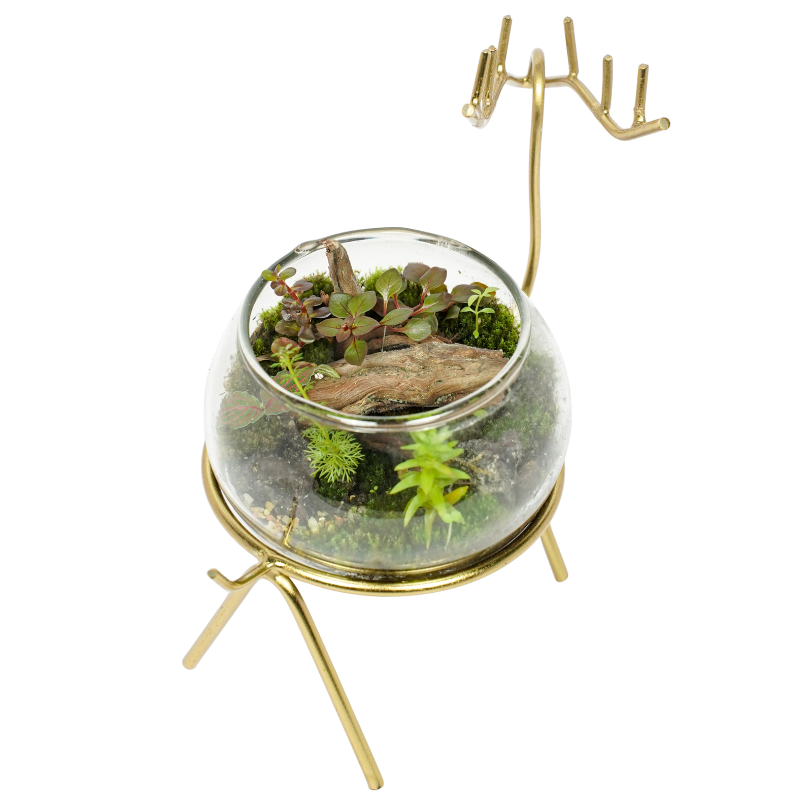 Emerald Fairy Garden
