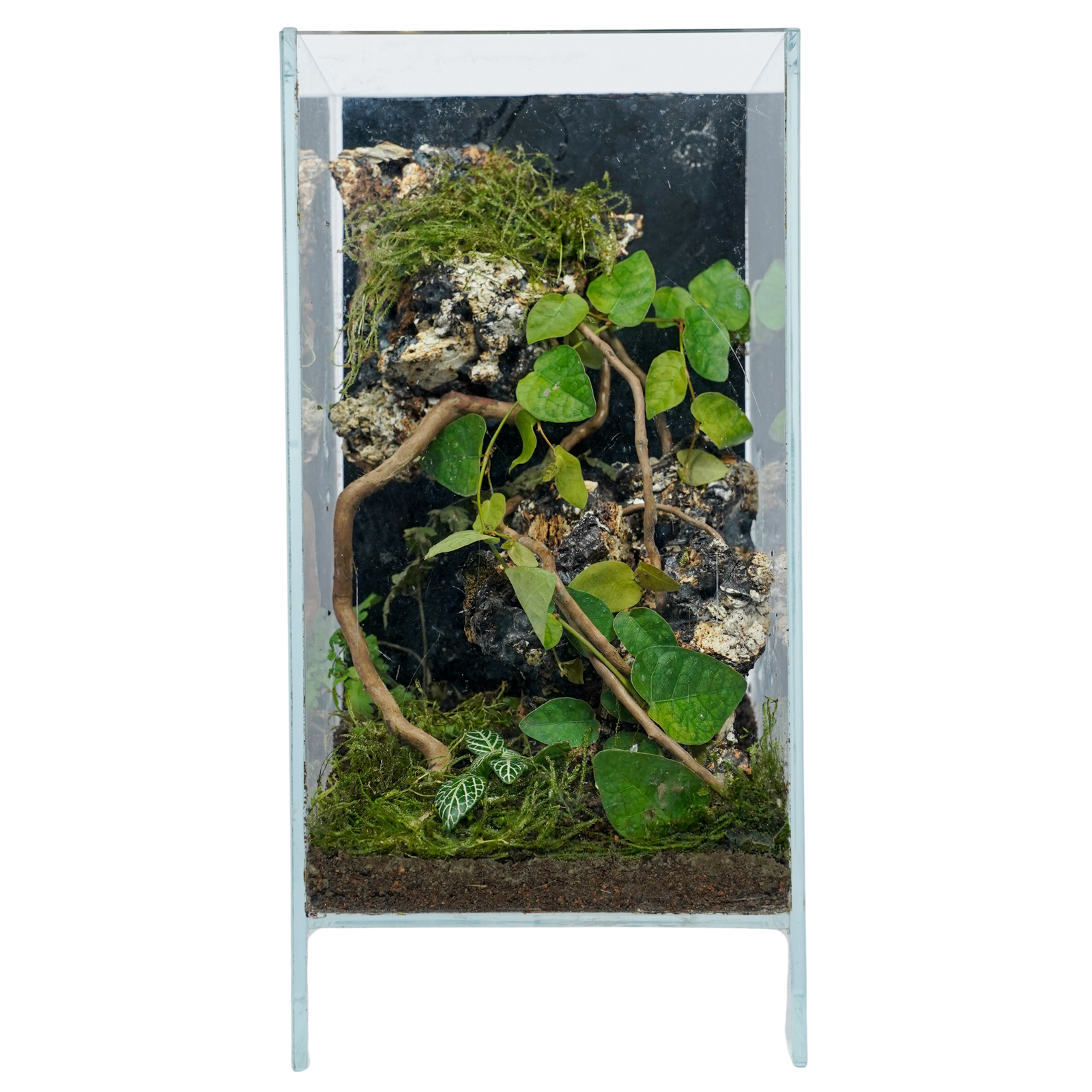 Tropical Forest Terrarium