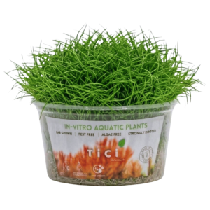 Eleocharis acicularis