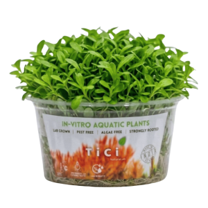 Glossostigma elatinoides