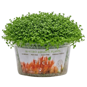 Hemianthus callitrichoides 'Cuba'