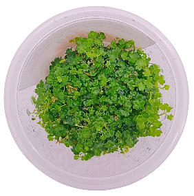 Hydrocotyle tripartita 'Mini' (Small Pot) - Pre Order