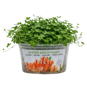 Hydrocotyle tripartita