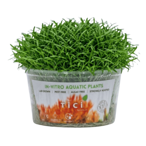 Lilaeopsis brasiliensis