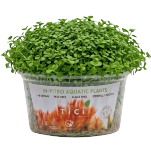 Micranthemum umbrosum 'Monte Carlo'