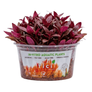 Alternanthera reineckii 'Mini'