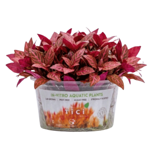 Alternanthera reineckii 'Rosanervig'