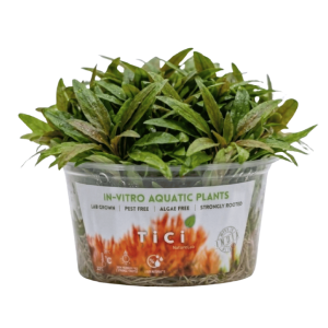 Cryptocoryne axelrodii