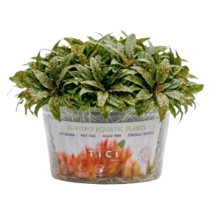 Cryptocoryne spiralis 'Tiger'