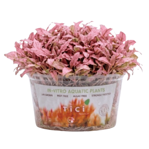 Cryptocoryne wendtii 'Pink'