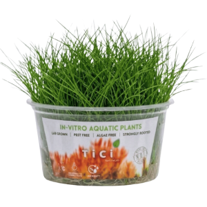 Eleocharis montevidensis