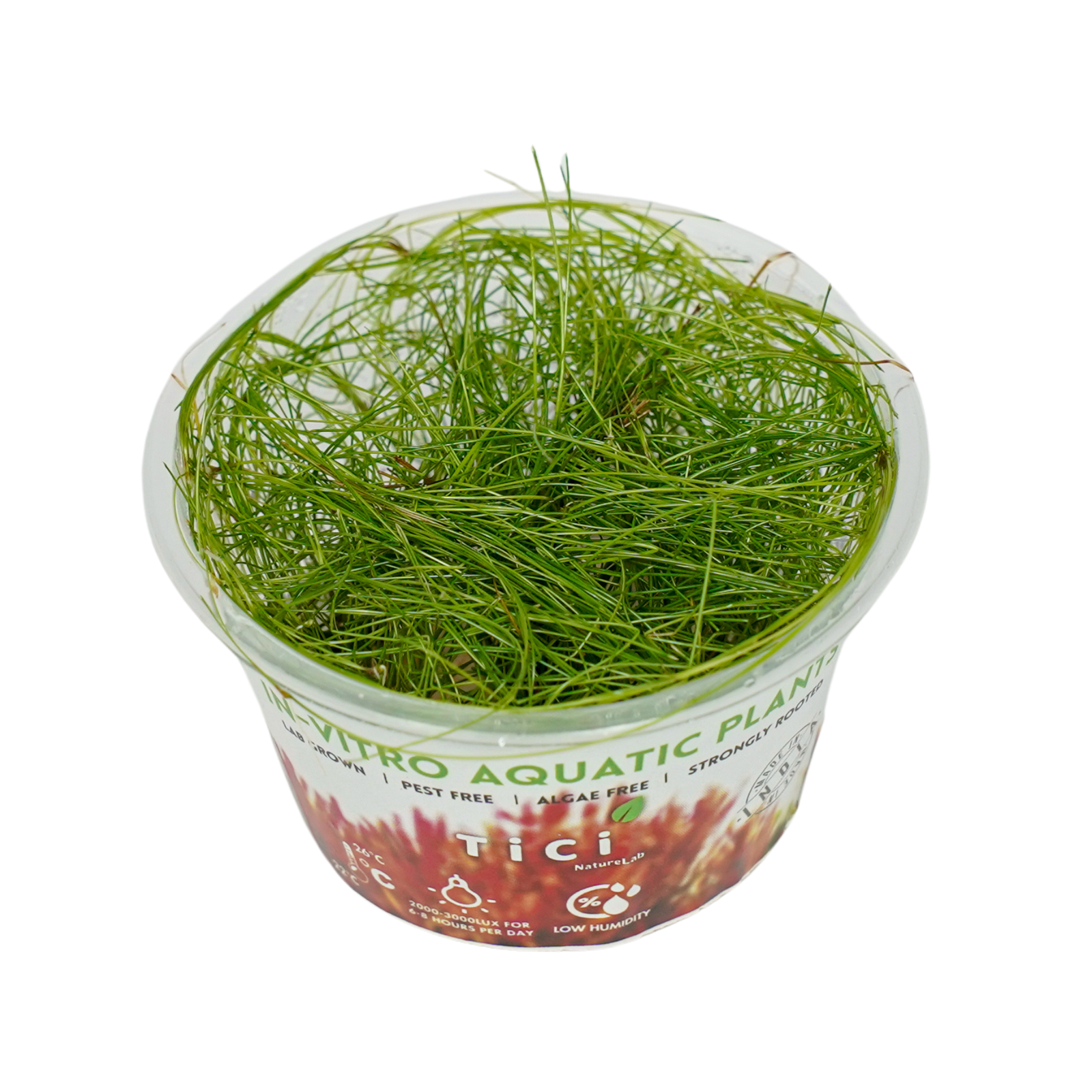 Eleocharis vivipara (Small Pot)