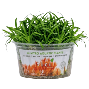 Echinodorus tenellus 'Broad Leaf'